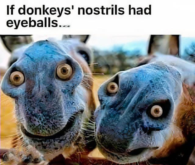 26 Hilarious Sunday Memes To End the Week On A Funny Note 7 If donkeys nostrils had eyeballs