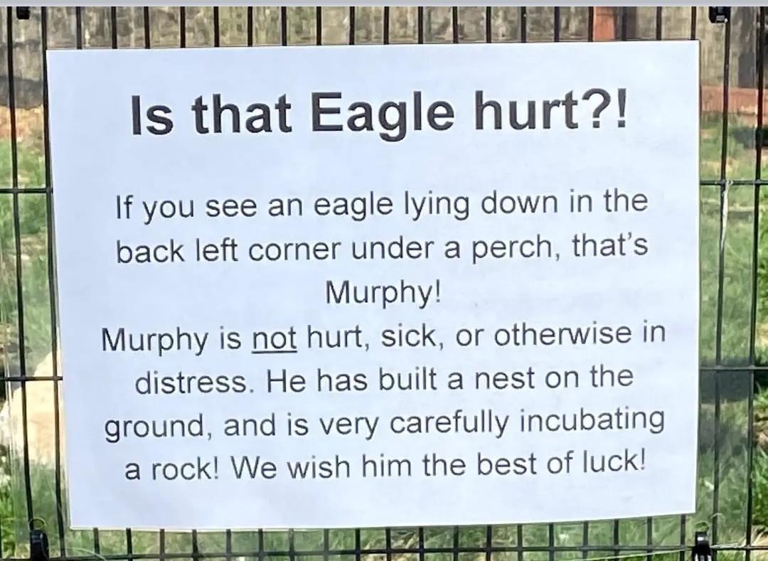 26 Hilarious Sunday Memes To End the Week On A Funny Note 9 Is That eagle hurt