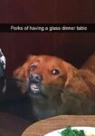 Dog teeth meme