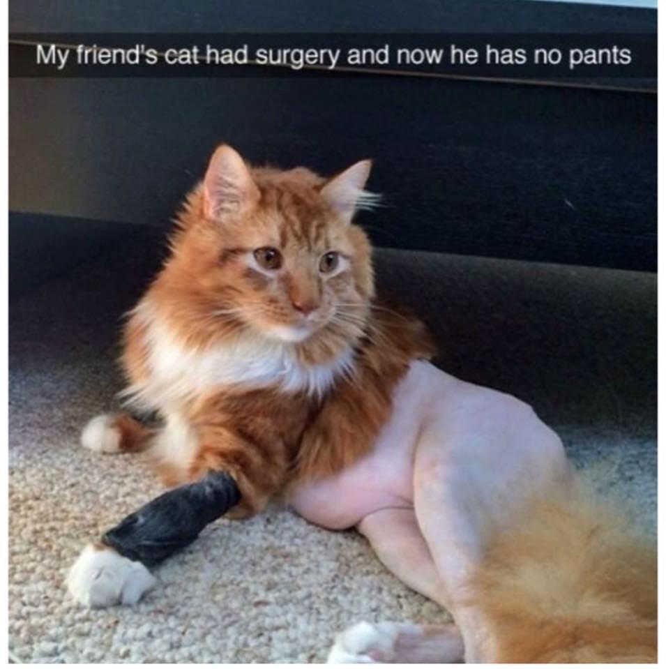 My friends cat had a surgery