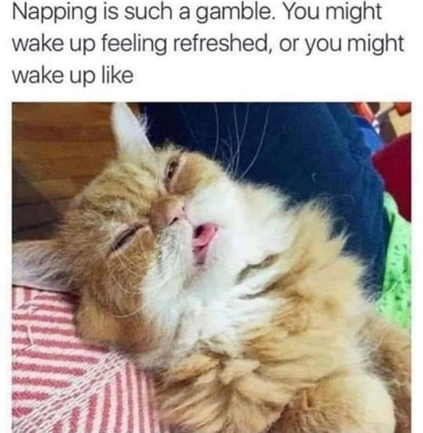 Napping Is Such A Gamble - Animals