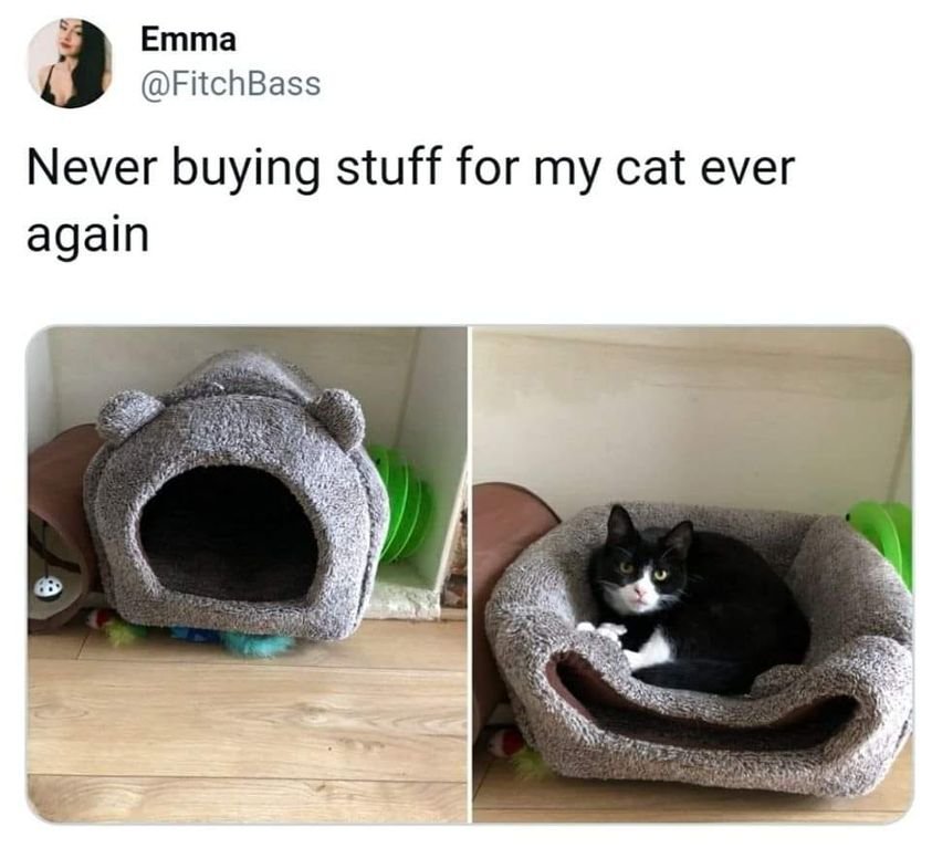 Never buying Stuff For My Cat - Animals