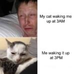 Cat waking me up meme