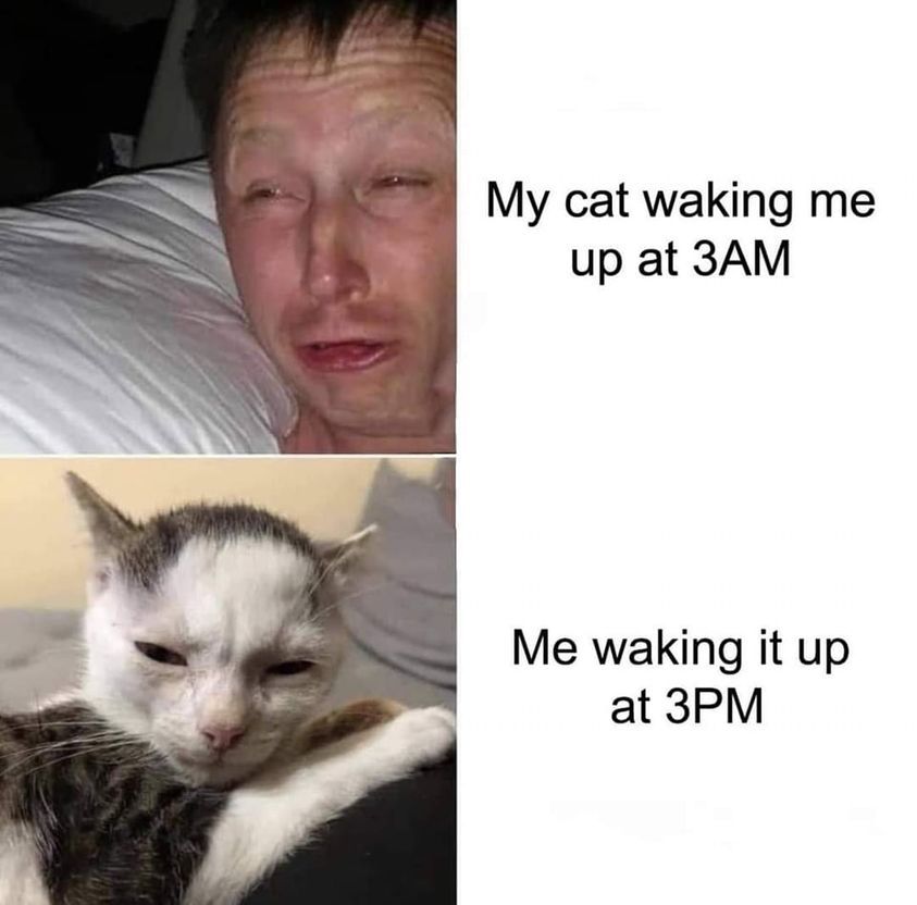 Purrfect Revenge 1 Cat waking me up meme