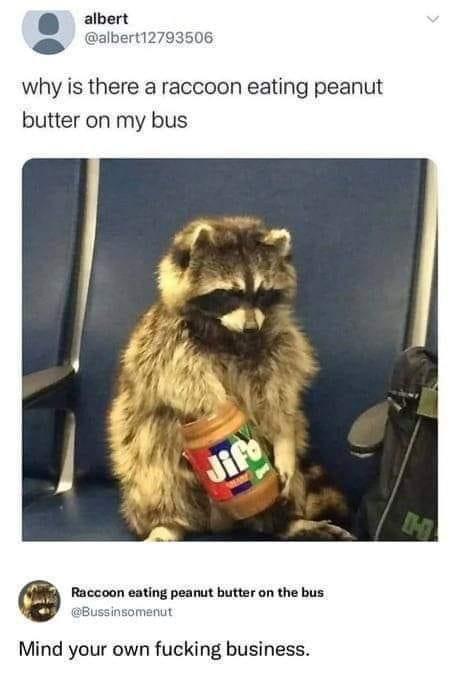 35 Memes That Will Make You Show All Your Teeth 18 Racoon eating peanut butter