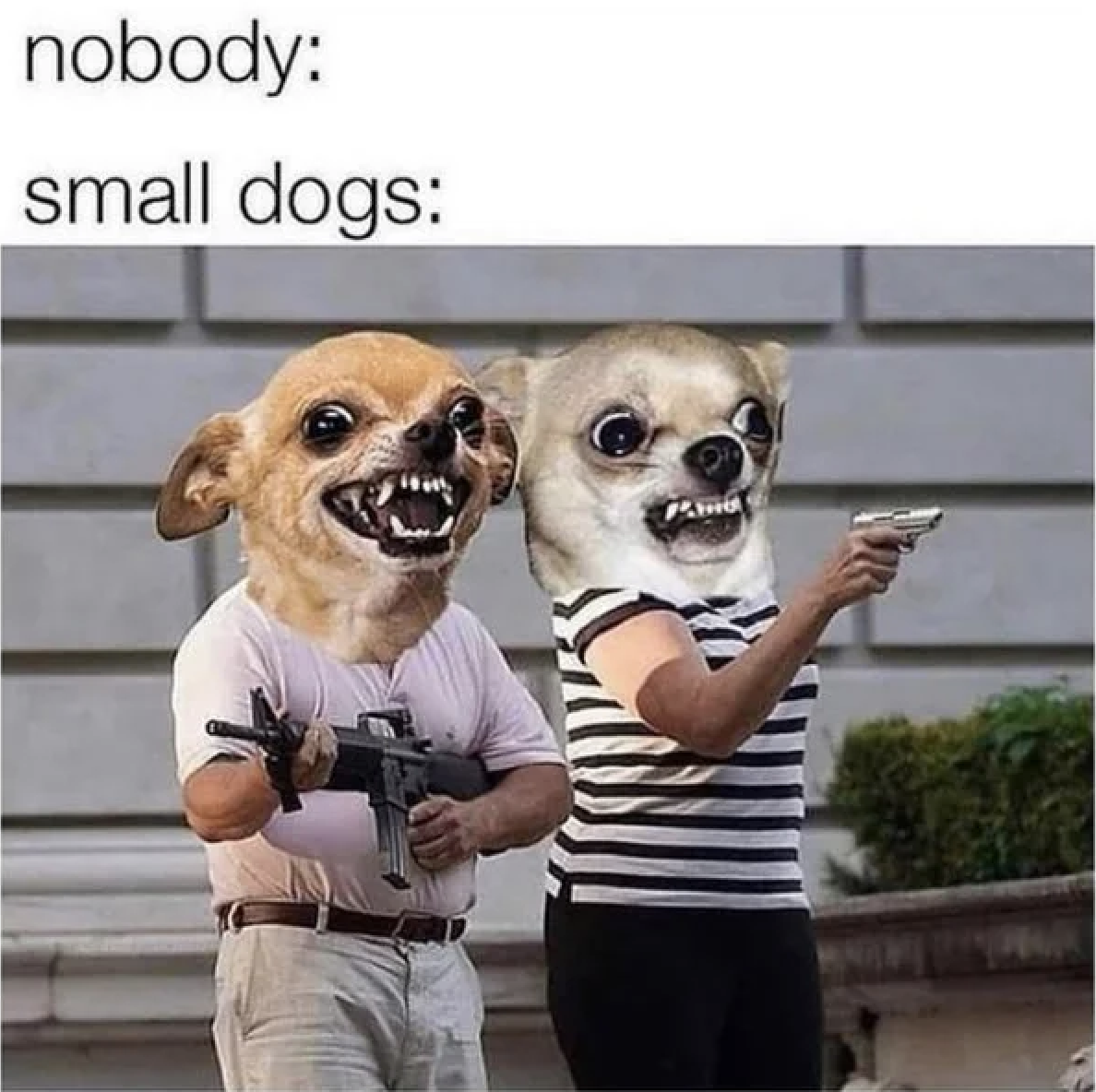 Small dogs