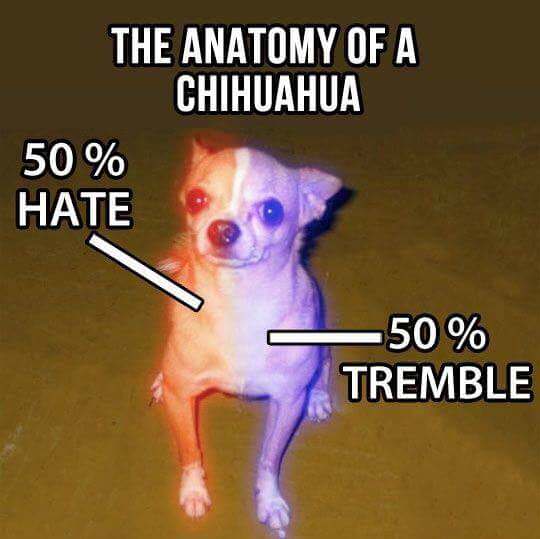 The anatomy of chihuahua