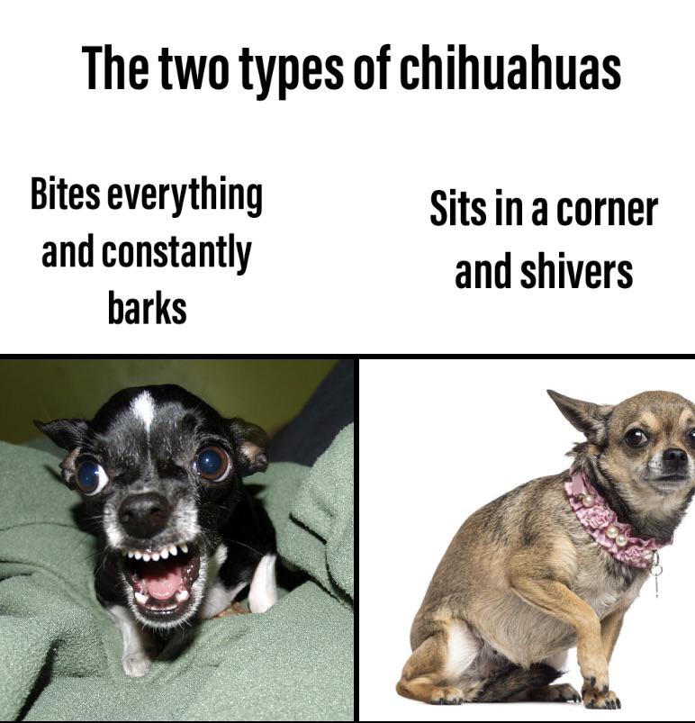 Two types of chihuahuas