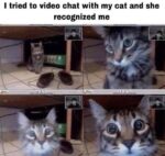 video chat with cat meme
