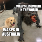Wasps Meme