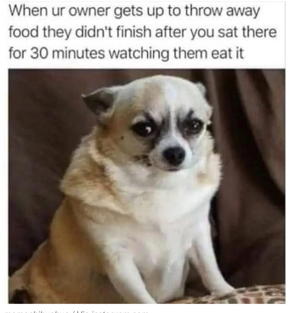 When you're owner throw away food