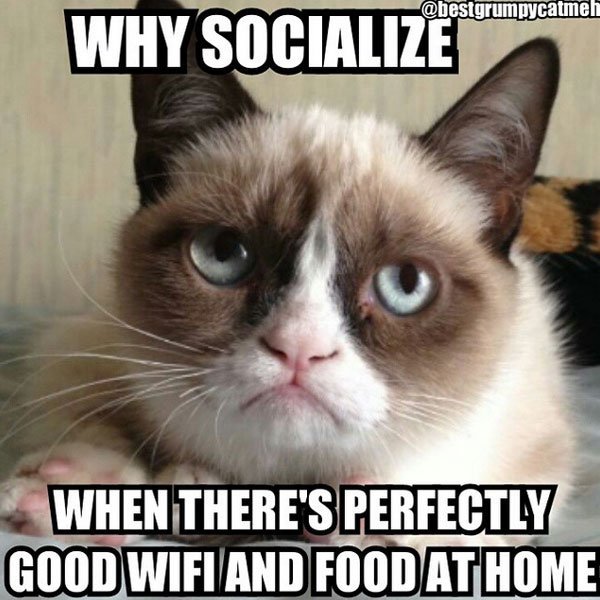 25 Grumpy Cat Memes That Will Make You Relate To Your Own Grumpiness 17 Why socialise