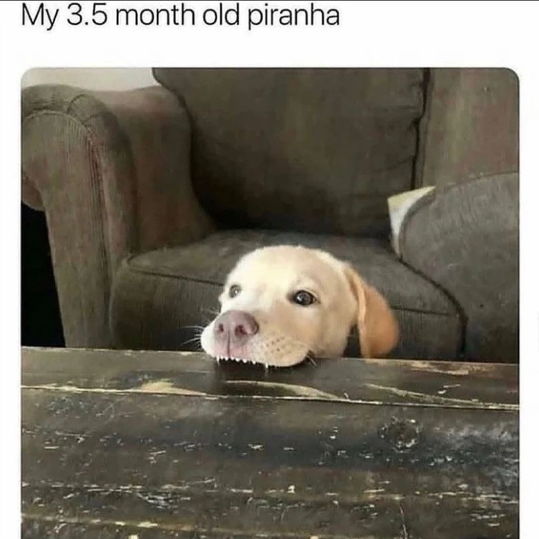 20 Wholesome Dog Memes That Are Paw-sitively Paw-some 1 3.5 Month old piranah - Wholesome Dog Memes