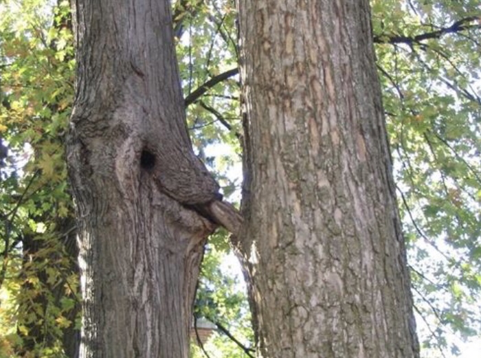 15 Jaw-Dropping Photos Of Trees Eating Things 3 BJ - Trees Eating Things