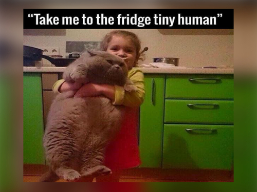 Cat memes - FG