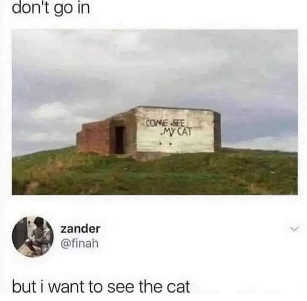 25 Clawsome Cat Memes: Get Ready To Laugh Your Whiskers Off! 1 Come see my cat - Cat Memes