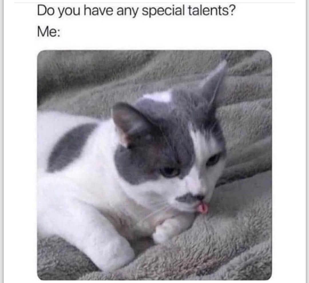 25 Clawsome Cat Memes: Get Ready To Laugh Your Whiskers Off! 2 Do you have special talents - Cat Memes