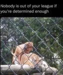 Determination meme