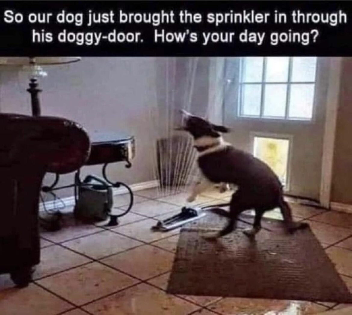 35 Hilarious Memes That May Cause Uncontrollable Snickering in Public ...