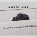dog bath memes