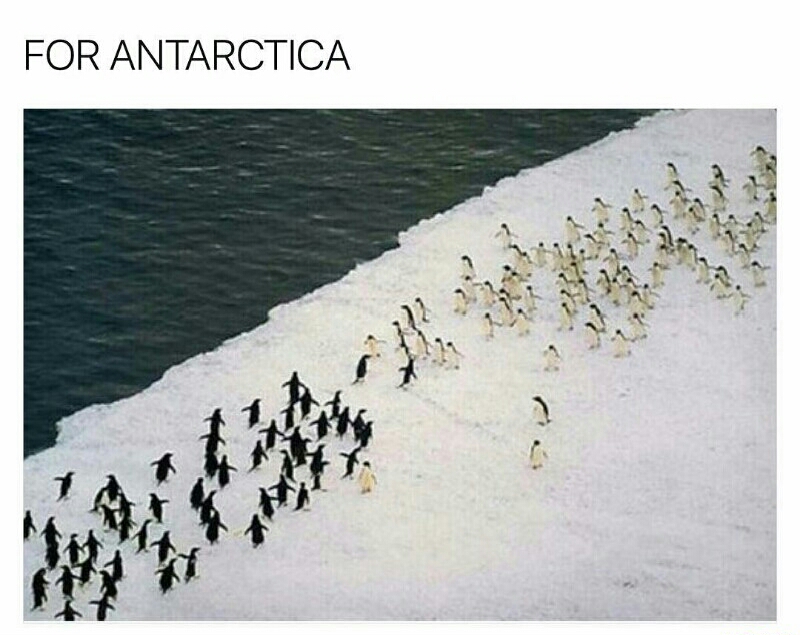 25 Fun Memes Will Make You Laugh So Hard, Your Neighbors Will File a Noise Complaint 6 For antartica - Fun Memes