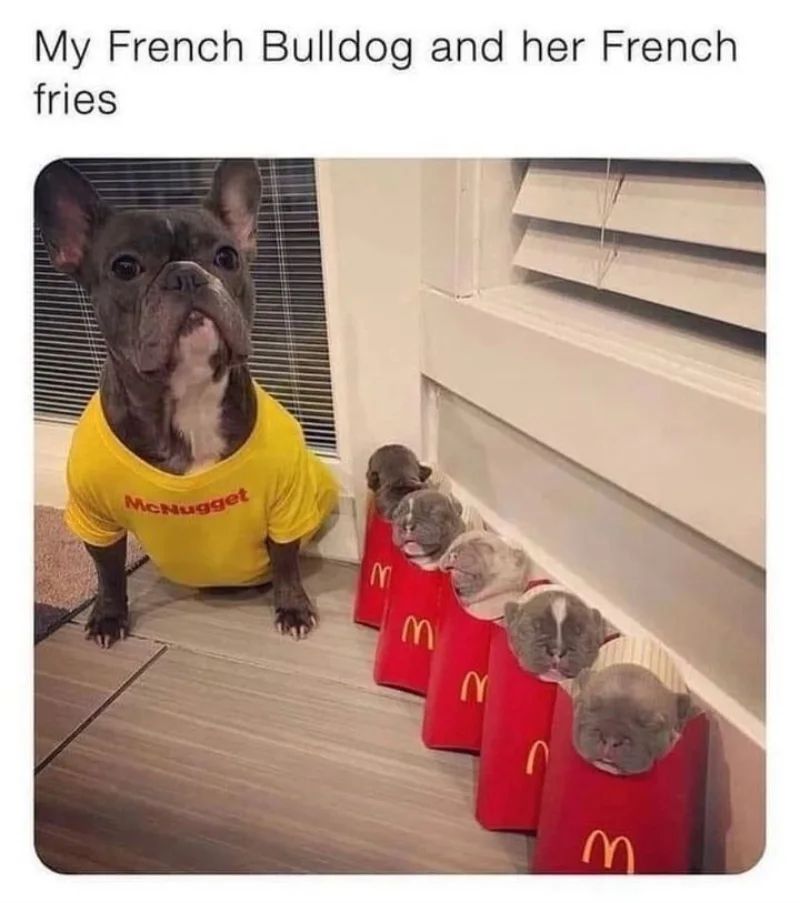 20 Wholesome Dog Memes That Are Paw-sitively Paw-some 8 French Bull Dog - Wholesome Dog Memes
