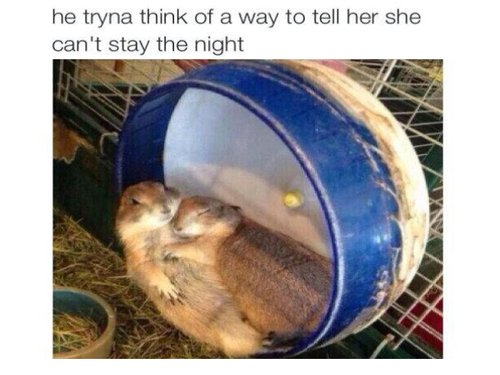 20 Hamster Memes That Will Make You Laugh Until Your Cheeks Hurt ...