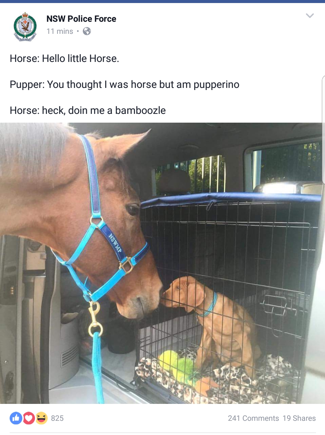 20 Hilarious NSW Police Posts: When Law Enforcement Meets Stand-Up Comedy 3 Hello little horse - NSW Police