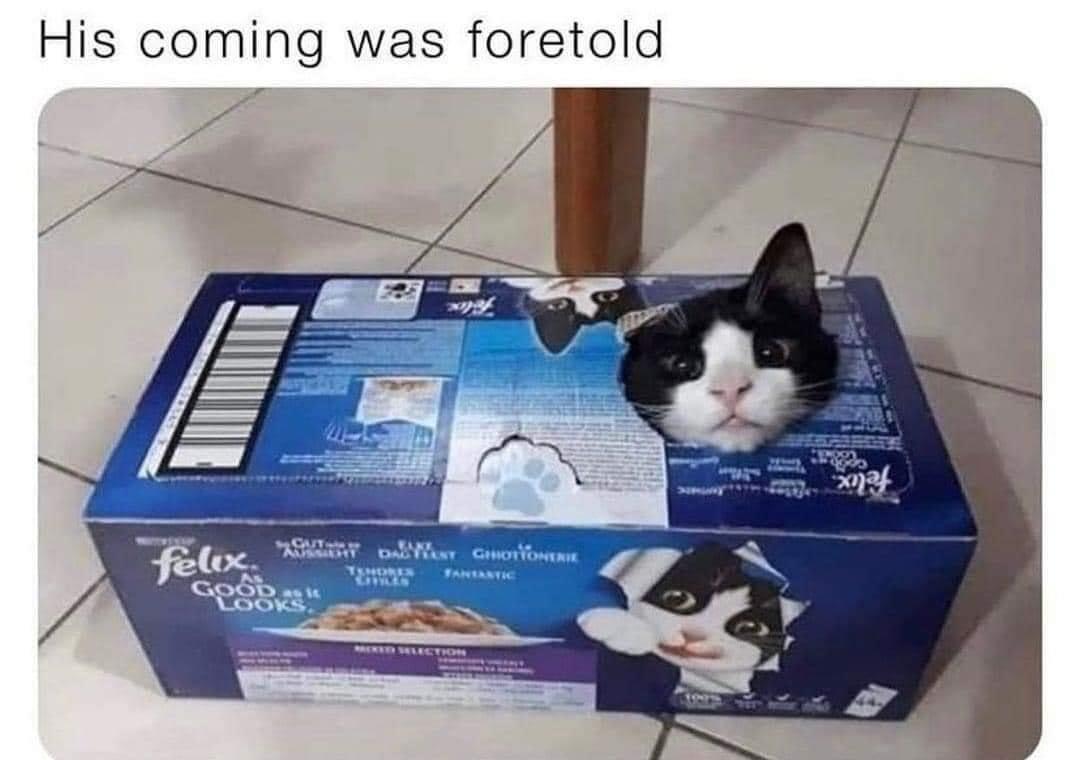 25 Clawsome Cat Memes: Get Ready To Laugh Your Whiskers Off! 3 His coming was foretold - Cat Memes
