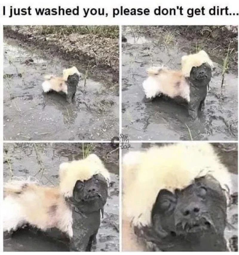 20 Wholesome Dog Memes That Are Paw-sitively Paw-some 10 I just washed you - Wholesome Dog Memes