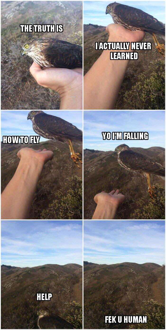 25 Funny Memes That Will Send You Into Fits of Laughter 9 I never learned to fly - Funny Memes