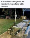 Kangaroo memes