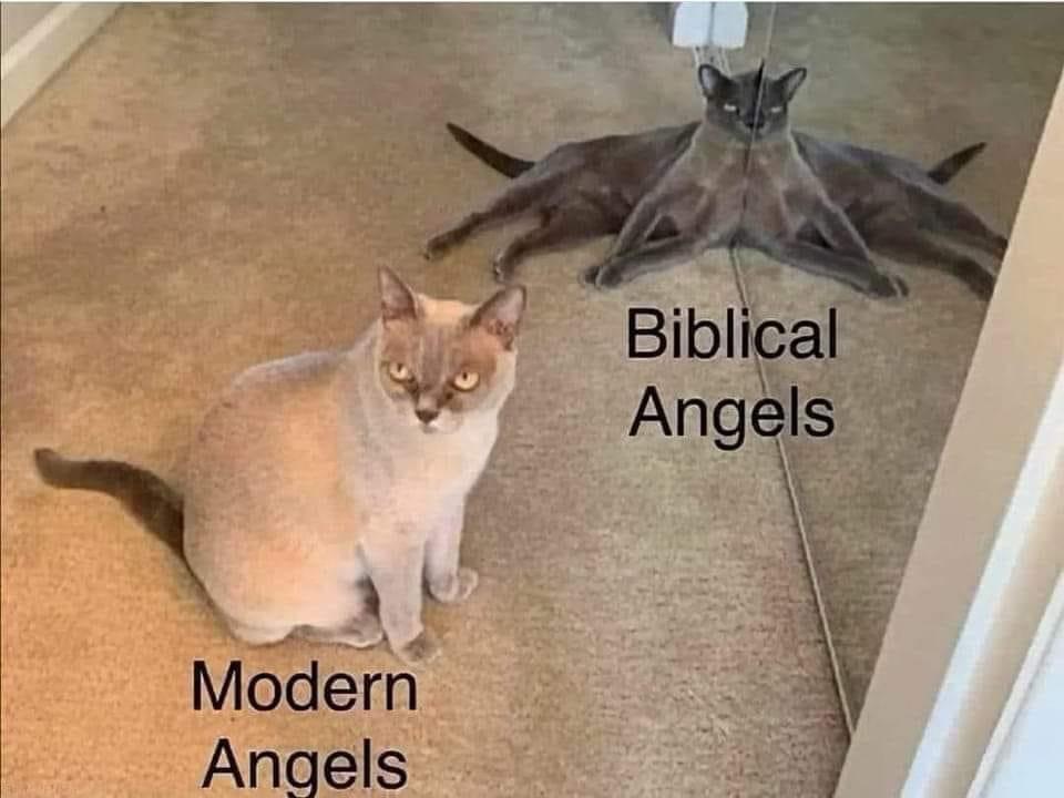 25 Clawsome Cat Memes: Get Ready To Laugh Your Whiskers Off! 6 Modern angles - Cat Memes