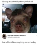 dog ate my edibles meme