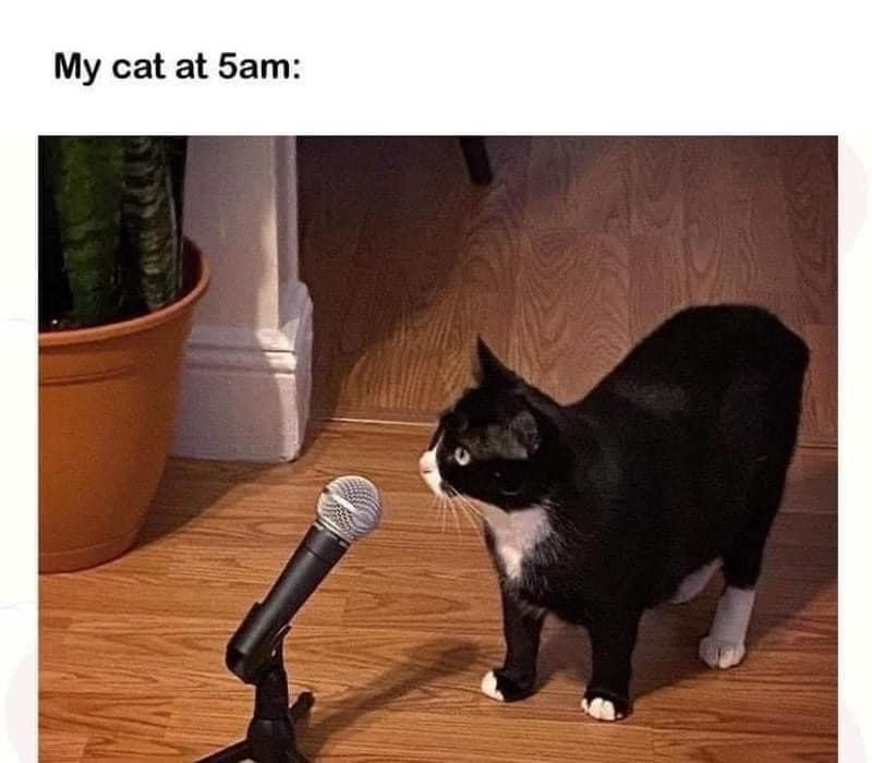 25 Clawsome Cat Memes: Get Ready To Laugh Your Whiskers Off! 7 My cat at 5PM - Cat Memes