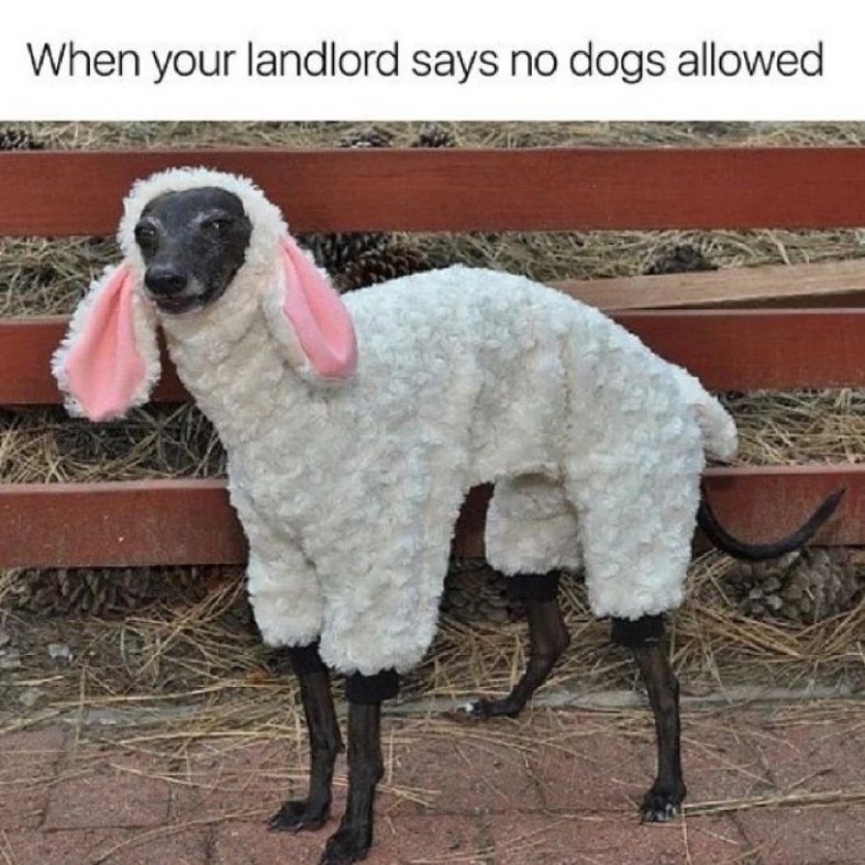 20 Wholesome Dog Memes That Are Paw-sitively Paw-some 11 No dogs alloweed - Wholesome Dog Memes