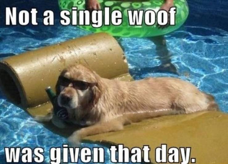 35 Summer Memes That Will Make You Sweat… With Laughter! 19 Not a single woof wa given that day - summer memes