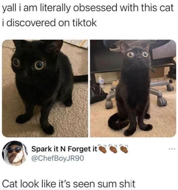 25 Clawsome Cat Memes: Get Ready To Laugh Your Whiskers Off! 9 Obssed with this cat - Cat Memes