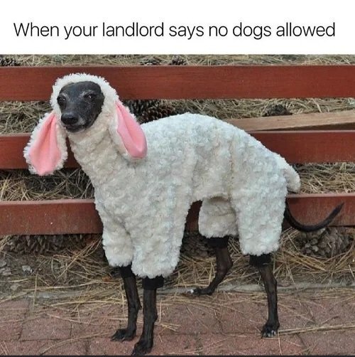 Oh Sheep! 1 no dogs allowed meme
