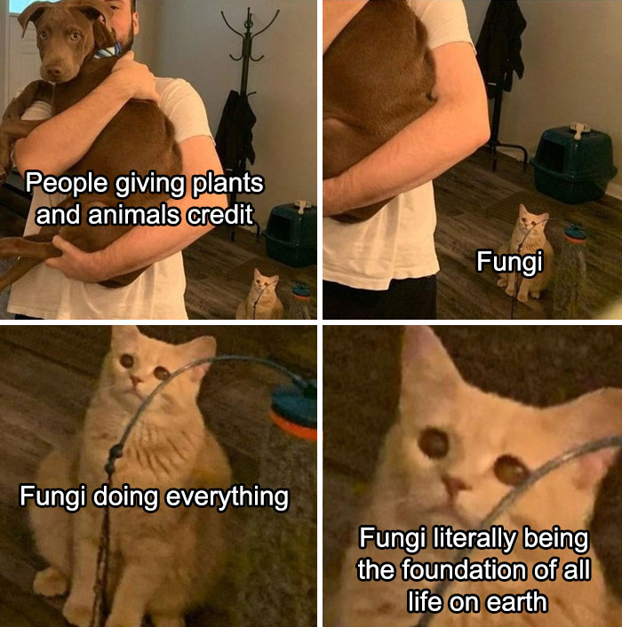 45 Hilarious Science Memes That Will Make Your Brain Cells Dance 27 POOR FUNGI - Science Memes