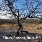Run Forest Run Meme
