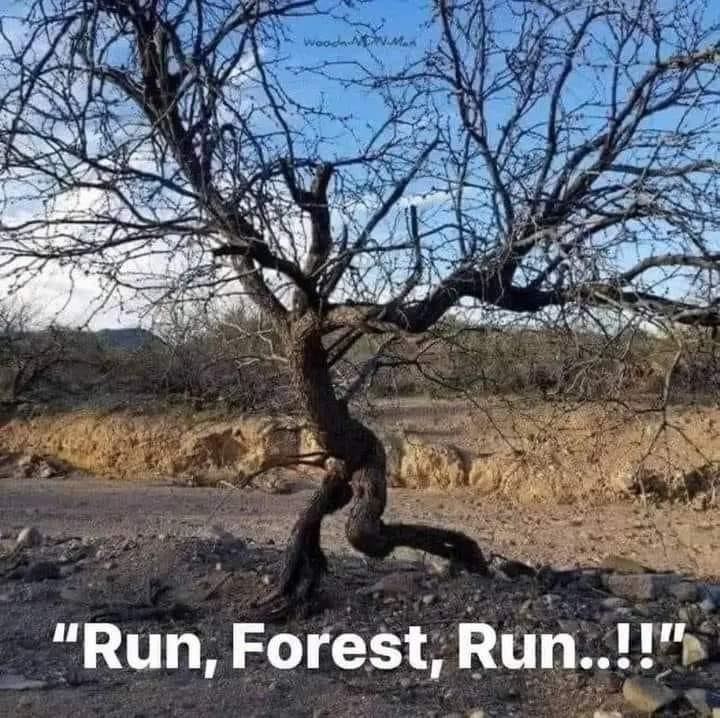 Run Forest Run Meme
