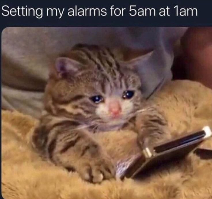 25 Hilarious Crying Cat Memes That Will Have You In Tears…Of Laughter! 9 Setting my alarm for 5am - Crying Cat Memes