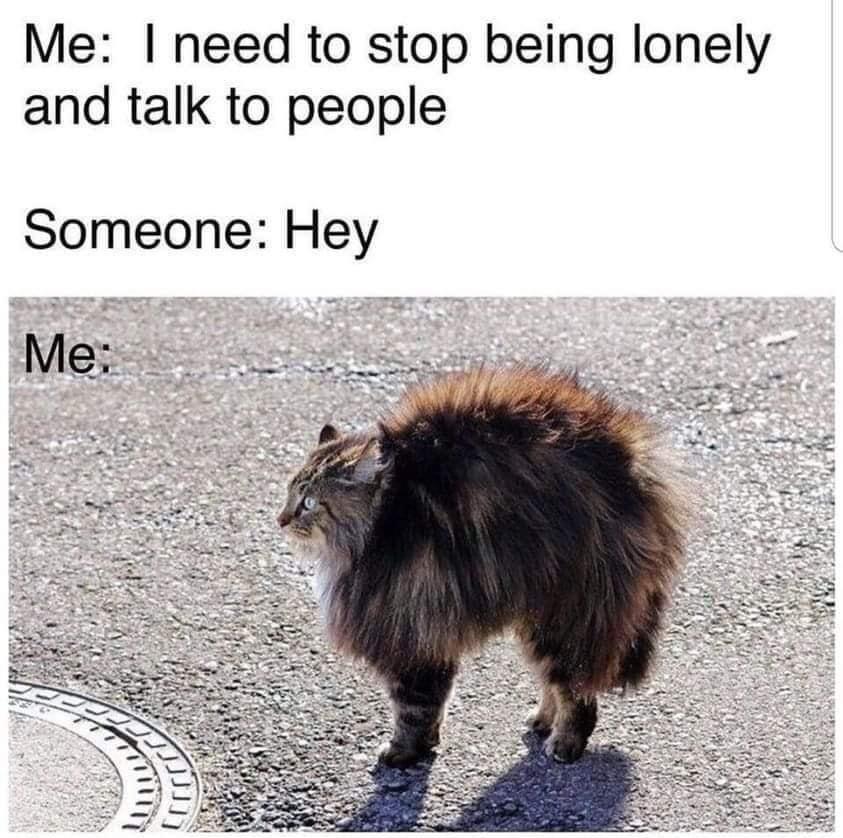 25 Clawsome Cat Memes: Get Ready To Laugh Your Whiskers Off! 12 Stop being lonely - Cat Memes