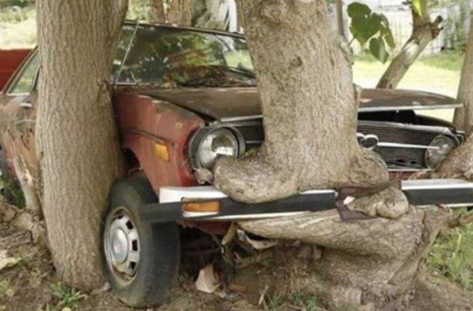 15 Jaw-Dropping Photos Of Trees Eating Things 14 Stuck car - Trees Eating Things