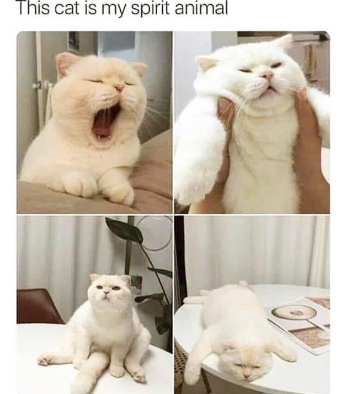 20 Happy Friday Memes To Help You Crawl Your Way To The Weekend Finish Line 14 This cat is my spirit animal - Happy Friday memes