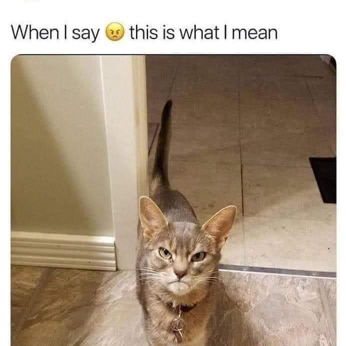 25 Clawsome Cat Memes: Get Ready To Laugh Your Whiskers Off! 14 This is what i Mean - Cat Memes