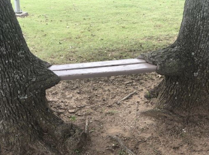15 Jaw-Dropping Photos Of Trees Eating Things 15 Trea ate bench - Trees Eating Things