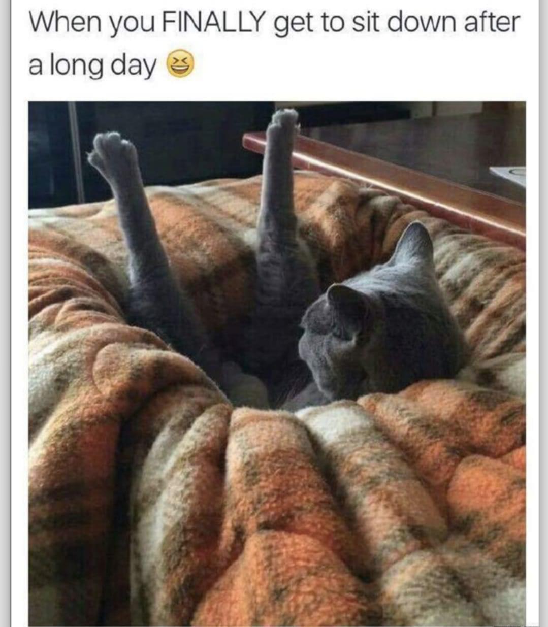 25 Clawsome Cat Memes: Get Ready To Laugh Your Whiskers Off! 15 When you finally get to sit down - Cat Memes