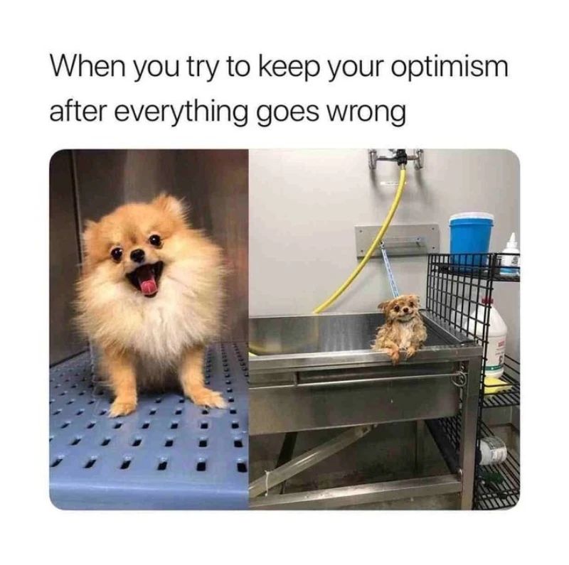 20 Wholesome Dog Memes That Are Paw-sitively Paw-some 15 When you try to keep your optism - Wholesome Dog Memes